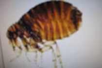 Nhiều người bị sẩn ngứa do... bọ chét