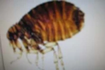 Nhiều người bị sẩn ngứa do... bọ chét