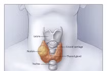 Cách theo dõi bệnh nhân ung thư tuyến giáp nguy cơ thấp