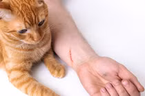 Bệnh dại từ chó mèo đừng để kỳ nghỉ hè thành bi kịch