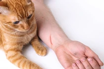 Bệnh dại từ chó mèo đừng để kỳ nghỉ hè thành bi kịch