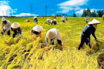 1 ngày, 7 bệnh nhân cấp cứu vì nắng nóng