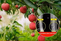 Trèo cây hái vải, người đàn ông bị ngã đa chấn thương