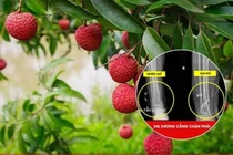 Trèo cây hái vải, người đàn ông bị ngã đa chấn thương