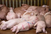 Ăn phải thịt lợn nhiễm dịch tả châu phi nguy hại thế nào?
