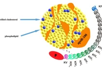Xét nghiệm định lượng Lipoprotein (a) sớm ngăn bệnh lý tim mạch do xơ vữa