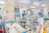 Dọn sân thượng, người đàn ông 45 tuổi bị ong vò vẽ đốt suy đa tạng