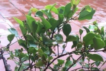 Cách dùng tầm gửi cây dâu trị bệnh xương khớp