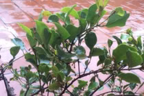 Cách dùng tầm gửi cây dâu trị bệnh xương khớp