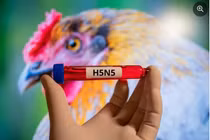 Ca đầu tiên ở Mỹ tử vong do cúm gia cầm H5N5 chưa từng thấy ở người