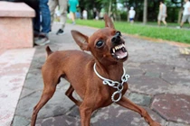 58 người tử vong do bệnh dại, Bộ Y tế hướng dẫn cách phòng tránh