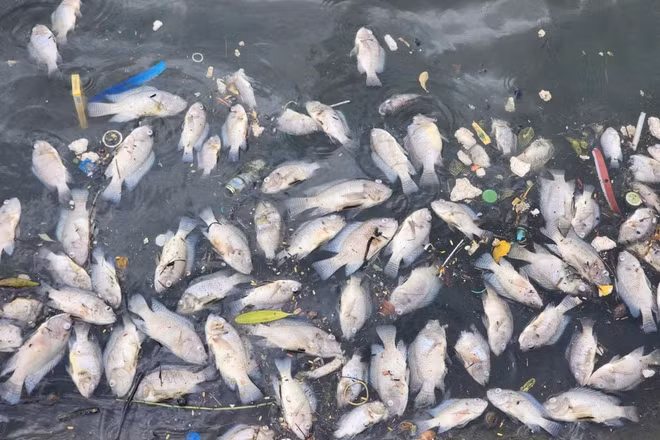 Điều tra nguyên nhân cá chết hàng loạt ở hồ Bồng Sơn