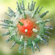 Epstein-Barr: Virus phổ biến liên quan đến nhiều bệnh lý nguy hiểm