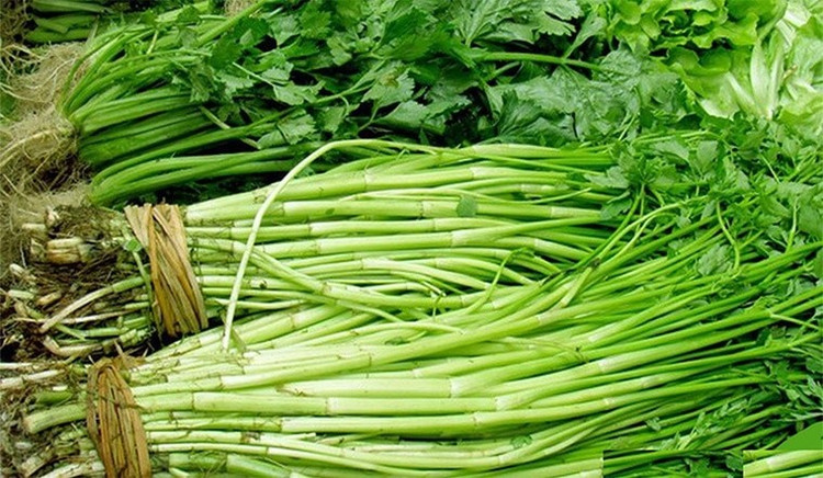 Rau cần thường chứa nhiều giun sán nếu không được làm sạch kỹ. Ảnh minh họa/Internet
