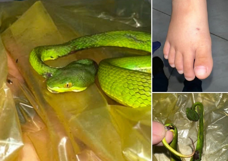 Rắn lục đuôi đỏ là loài cực độc có thể khiến nạn nhân nhanh chóng tử vong nếu không điều trị kịp thời/Ảnh tienphong.vn