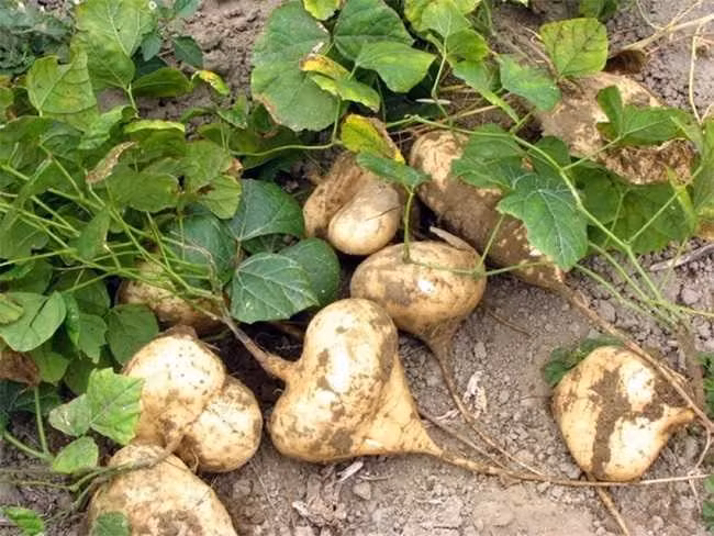 Hình ảnh cây củ đậu. Ảnh minh họa/ Internet