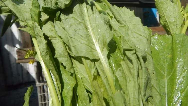 Cải bẹ xanh cung cấp nhiều vitamin và khoáng chất thiết yếu cho cơ thể. Ảnh minh họa/Internet