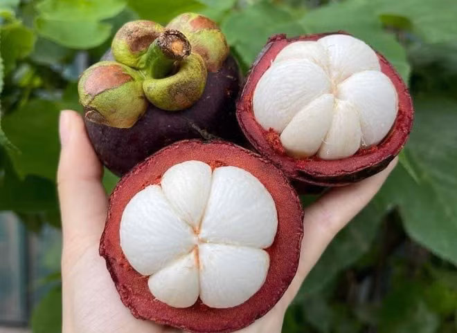 Một trong những điểm nổi bật của măng cụt là hỗ trợ giảm cân. (Nguồn: Vietnam+)