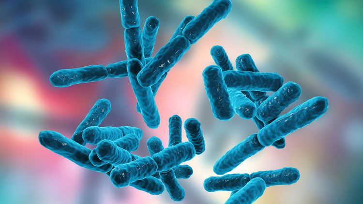 Listeria monocytogenes là vi khuẩn Gram dương có thể sống trong các điều kiện môi trường khác nhau. Ảnh minh họa /Internet