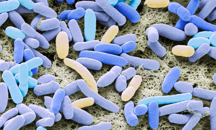 Báo cáo của WHO nêu lên mối lo ngại nghiêm trọng về vi khuẩn gram âm như E. coli - Ảnh: Thư viện ảnh khoa học/Alamy