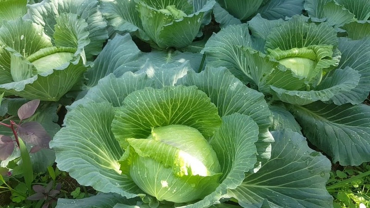 Bắp cải chứa nhiều thành phần có lợi cho sức khỏe. Ảnh minh họa/Internet