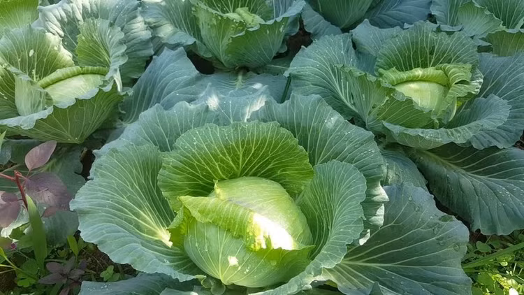 Bắp cải chứa nhiều thành phần có lợi cho sức khỏe. Ảnh minh họa/Internet
