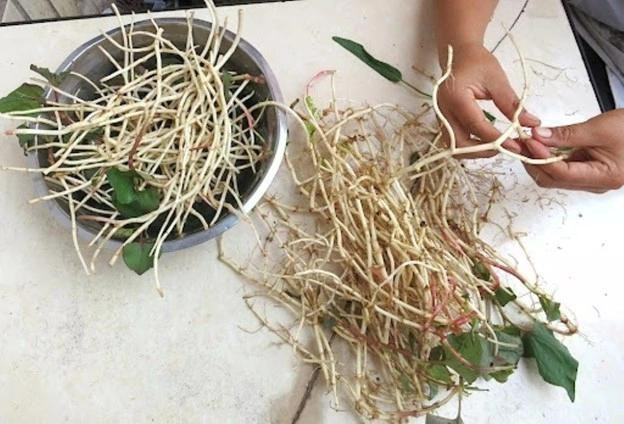 Rễ rau diếp cá có cực nhiều lợi ích tốt cho sức khỏe. Ảnh: China South of The Clouds