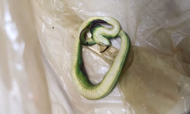 Con rắn người nhà bắt được là rắn lục xanh đuôi đỏ, được mang theo đến bệnh viện để bác sĩ nhận dạng/VOH