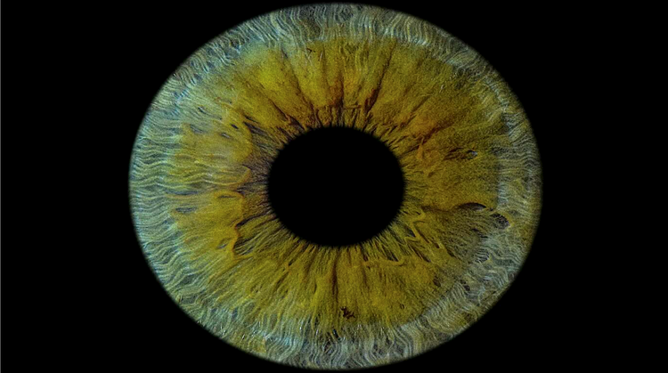 Lần đầu tiên trong lịch sử y học, một giác mạc được in 3D từ các tế bào mắt người nuôi cấy trong phòng thí nghiệm đã được cấy ghép thành công cho bệnh nhân, giúp phục hồi thị lực. Ảnh: Unsplash/Nguồn daibieunhandan.vn