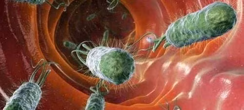 Vi khuẩn E. coli kích thích hệ miễn dịch của cơ thể con người. Ảnh minh họa/Nguồn Internet