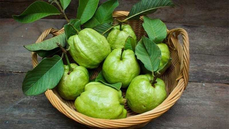 Quả ổi. Ảnh minh họa/Internet