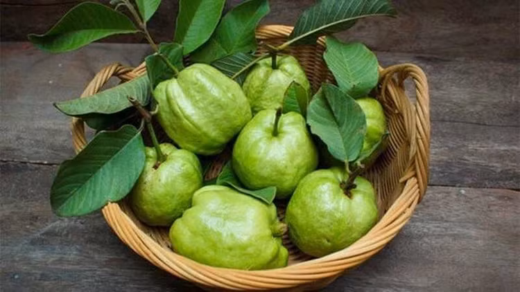 Quả ổi. Ảnh minh họa/Internet