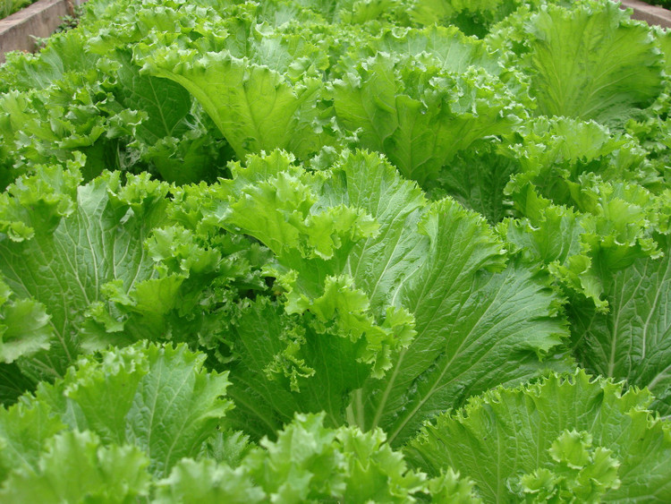 Cây cải bẹ. Ảnh minh họa/Internet