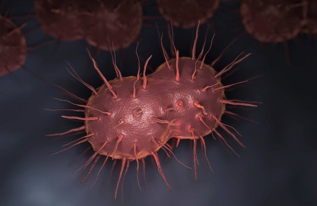 Vi khuẩn lậu có thể gây nguy hiểm cho thai nhi trong khi mang thai và sau sinh/Ảnh nguồn moh.gov.vn