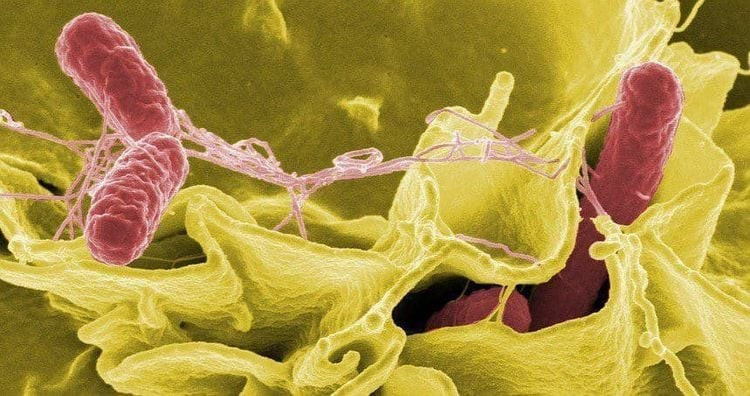 Salmonella có tác động nghiêm trọng hơn đối với những người già. Ảnh minh họa/Internet