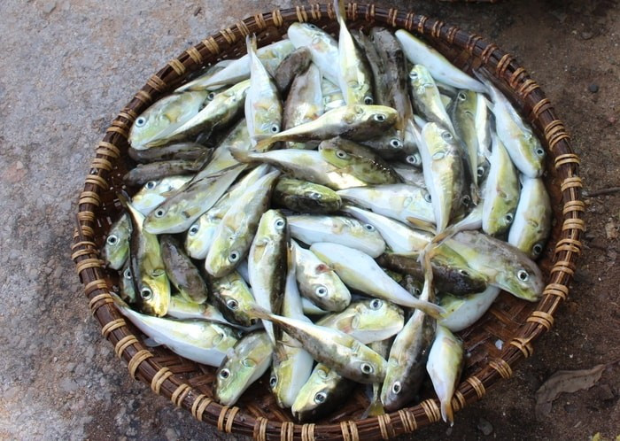 Cá nóc. Ảnh Văn Thành/ baonghean.vn