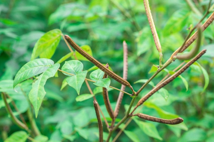 Mùa thu thường là thời điểm tuyệt vời để thu hoạch hạt muồng. Ảnh minh họa/Internet