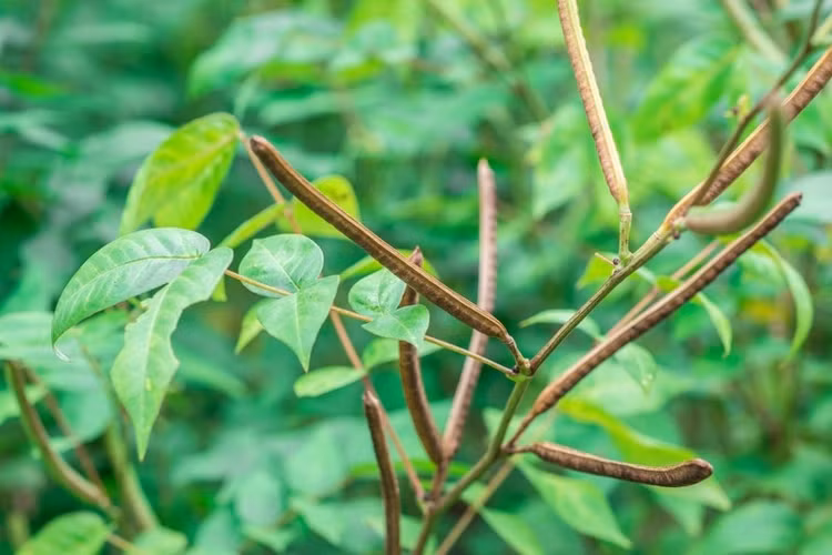 Mùa thu thường là thời điểm tuyệt vời để thu hoạch hạt muồng. Ảnh minh họa/Internet