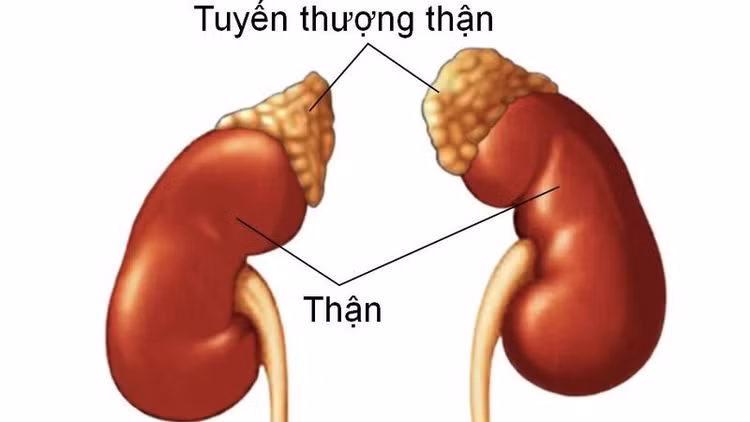 Suy tuyến thượng thận là tình trạng rối loạn trao đổi chất ở thận. Ảnh minh họa/Nguồn Internet