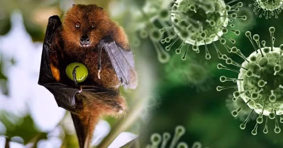 Bệnh do virus Nipah có tỷ lệ tử vong lên đến 75%. Ảnh thuongtruong.com.vn