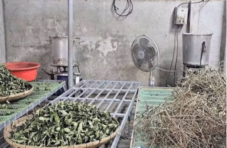 Bài thuốc bị thổi phồng công dụng của Phòng chẩn trị Hoàng Minh Đường