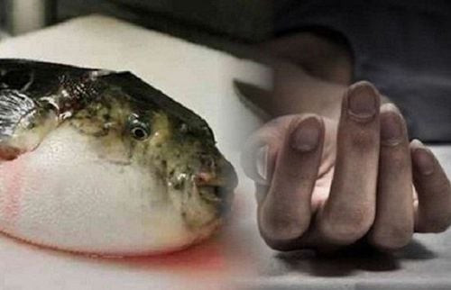 Biểu hiện ngộ độc cá nóc thường xảy ra nhanh chóng sau khi ăn cá nóc còn độc tố. Ảnh minh họa/Internet