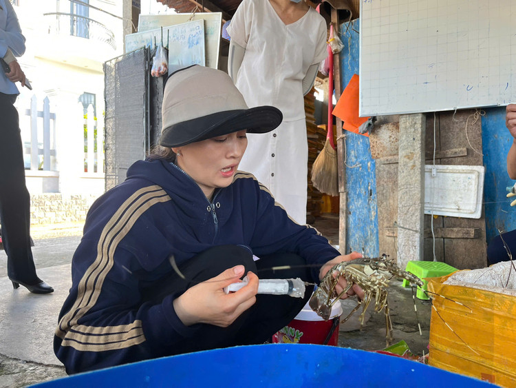 Bà X. bơm tạp chất vào tôm hùm chết/ Ảnh Chi cục QLTT tỉnh Phú Yên