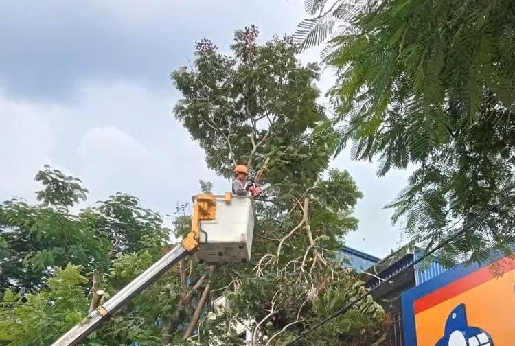 Gần 700 cây xanh đã được cắt tỉa trong những ngày gần đây để đề phòng bão WIPHA đổ bộ. Ảnh: Đinh Mười.