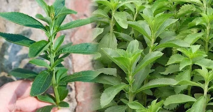 Cỏ ngọt sấy khô mang đến nhiều công dụng cho sức khỏe và làm đẹp.Ảnh minh hoạ/Nguồn Internet