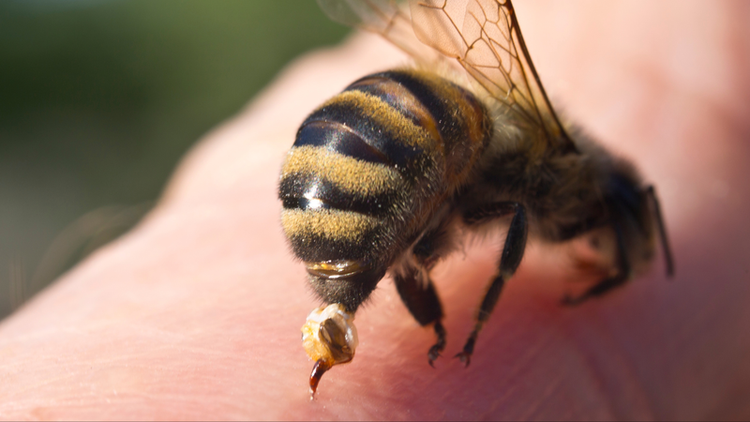 Khi bị ong vò vẽ cắn cần sơ cứu ngay lập tức. Ảnh minh hoạ/Internet