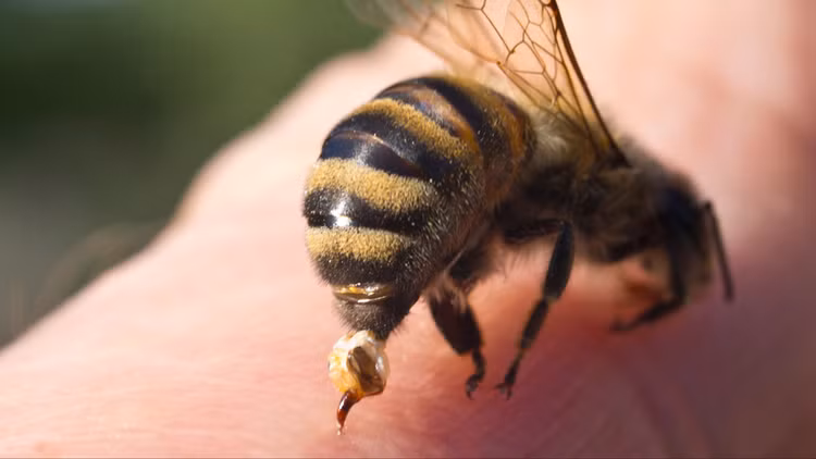 Khi bị ong vò vẽ cắn cần sơ cứu ngay lập tức. Ảnh minh hoạ/Internet