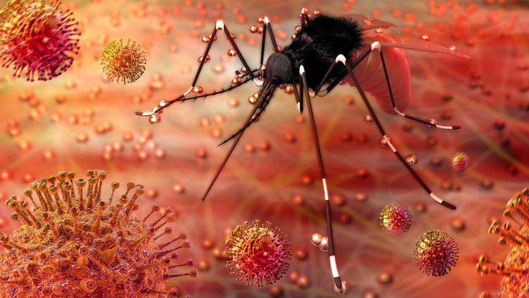 Virus Zika có kích thước nhỏ và thường gây bệnh ở vùng nhiệt đới hay cận nhiệt đới/Ảnh minh hoạ- Internet