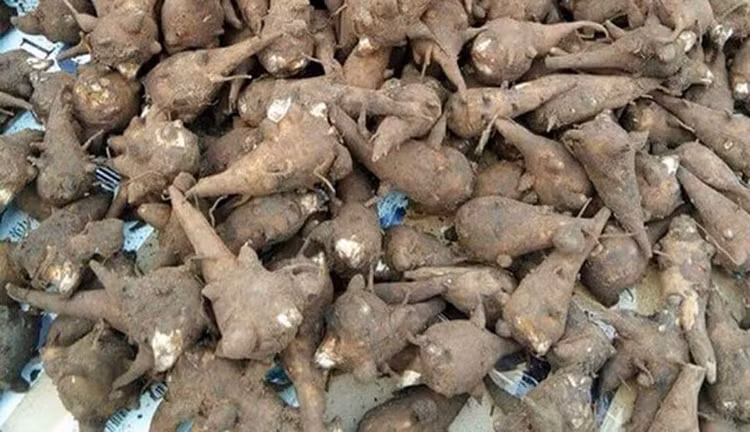 Củ ấu tàu (củ ấu tẩu) nhiều người cho rằng có chất bổ đã mua về ăn và bị ngộ độc - Ảnh minh họa/CAND