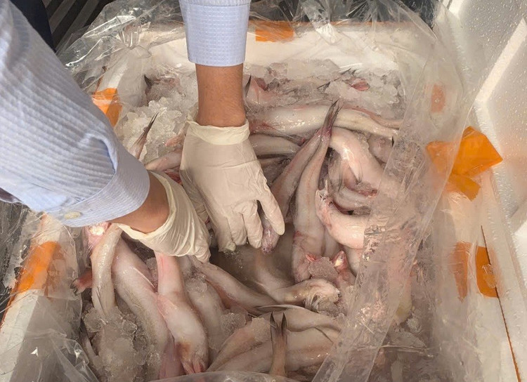 Lô hàng được nhập khẩu từ Trung Quốc qua cửa khẩu quốc tế Hữu Nghị (tỉnh Lạng Sơn), sau đó vận chuyển đi tiêu thụ tại nhiều địa phương từ Thanh Hóa đến Bình Định/ Ảnh DMS